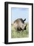 White Rhinoceros, Kenya-Martin Zwick-Framed Photographic Print