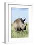 White Rhinoceros, Kenya-Martin Zwick-Framed Photographic Print