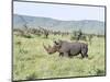 White Rhinoceros, Kenya-Martin Zwick-Mounted Photographic Print