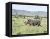 White Rhinoceros, Kenya-Martin Zwick-Framed Stretched Canvas