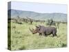 White Rhinoceros, Kenya-Martin Zwick-Stretched Canvas