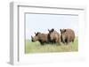 White Rhinoceros, Kenya-Martin Zwick-Framed Photographic Print