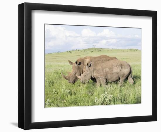 White Rhinoceros, Kenya-Martin Zwick-Framed Photographic Print