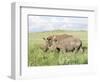 White Rhinoceros, Kenya-Martin Zwick-Framed Photographic Print
