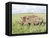 White Rhinoceros, Kenya-Martin Zwick-Framed Stretched Canvas