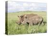 White Rhinoceros, Kenya-Martin Zwick-Stretched Canvas