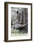 White Rhinoceros, Kenya-Martin Zwick-Framed Photographic Print