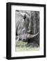 White Rhinoceros, Kenya-Martin Zwick-Framed Photographic Print