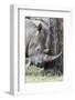 White Rhinoceros, Kenya-Martin Zwick-Framed Photographic Print