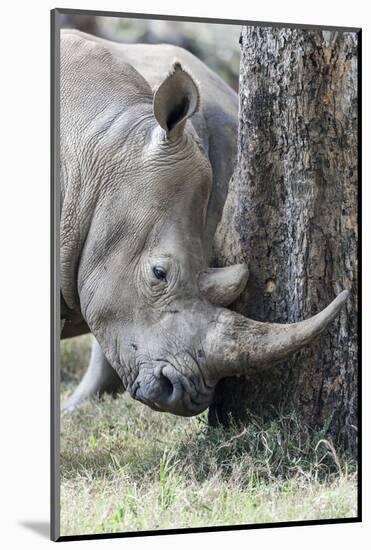 White Rhinoceros, Kenya-Martin Zwick-Mounted Photographic Print