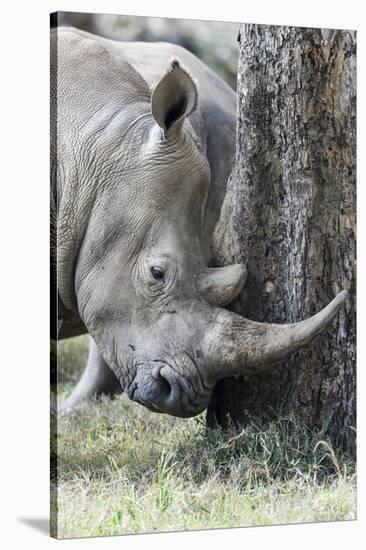 White Rhinoceros, Kenya-Martin Zwick-Stretched Canvas