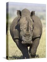 White Rhinoceros, Kruger National Park, South Africa, Africa-James Hager-Stretched Canvas