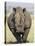 White Rhinoceros, Kruger National Park, South Africa, Africa-James Hager-Stretched Canvas