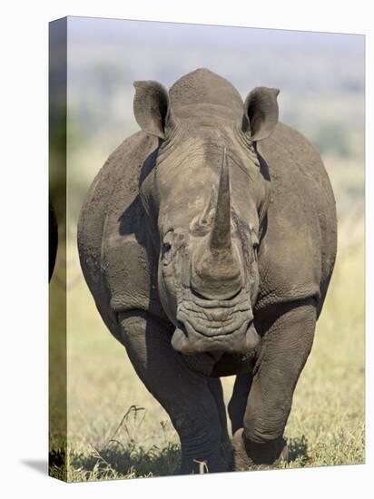 White Rhinoceros, Kruger National Park, South Africa, Africa-James Hager-Stretched Canvas