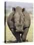 White Rhinoceros, Kruger National Park, South Africa, Africa-James Hager-Stretched Canvas