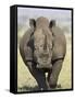 White Rhinoceros, Kruger National Park, South Africa, Africa-James Hager-Framed Stretched Canvas