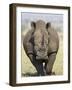 White Rhinoceros, Kruger National Park, South Africa, Africa-James Hager-Framed Photographic Print