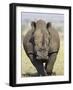 White Rhinoceros, Kruger National Park, South Africa, Africa-James Hager-Framed Photographic Print