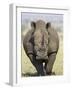 White Rhinoceros, Kruger National Park, South Africa, Africa-James Hager-Framed Photographic Print