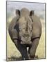 White Rhinoceros, Kruger National Park, South Africa, Africa-James Hager-Mounted Photographic Print