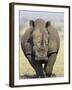 White Rhinoceros, Kruger National Park, South Africa, Africa-James Hager-Framed Photographic Print