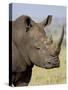 White Rhinoceros, Kruger National Park, South Africa, Africa-James Hager-Stretched Canvas