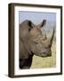 White Rhinoceros, Kruger National Park, South Africa, Africa-James Hager-Framed Photographic Print