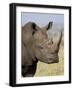 White Rhinoceros, Kruger National Park, South Africa, Africa-James Hager-Framed Photographic Print