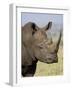 White Rhinoceros, Kruger National Park, South Africa, Africa-James Hager-Framed Photographic Print