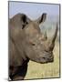 White Rhinoceros, Kruger National Park, South Africa, Africa-James Hager-Mounted Photographic Print