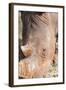 White rhinoceros, Maasai Mara National Reserve, Kenya-Nico Tondini-Framed Photographic Print