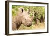 White rhinoceros, Masai Mara, Kenya, East Africa, Africa-Karen Deakin-Framed Photographic Print