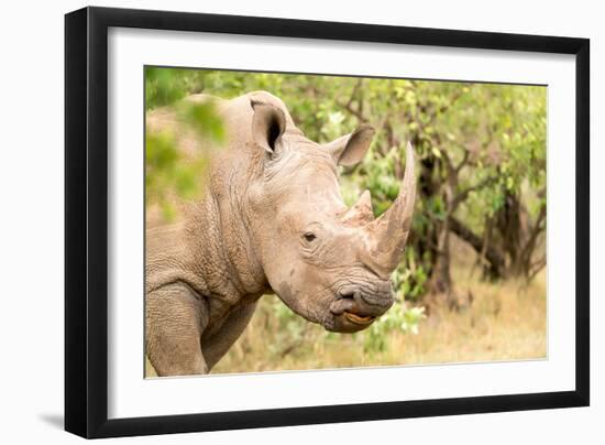 White rhinoceros, Masai Mara, Kenya, East Africa, Africa-Karen Deakin-Framed Photographic Print