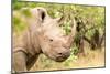 White rhinoceros, Masai Mara, Kenya, East Africa, Africa-Karen Deakin-Mounted Photographic Print