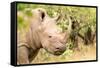 White rhinoceros, Masai Mara, Kenya, East Africa, Africa-Karen Deakin-Framed Stretched Canvas