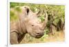 White rhinoceros, Masai Mara, Kenya, East Africa, Africa-Karen Deakin-Framed Photographic Print