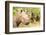 White rhinoceros, Masai Mara, Kenya, East Africa, Africa-Karen Deakin-Framed Photographic Print