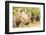 White rhinoceros, Masai Mara, Kenya, East Africa, Africa-Karen Deakin-Framed Photographic Print