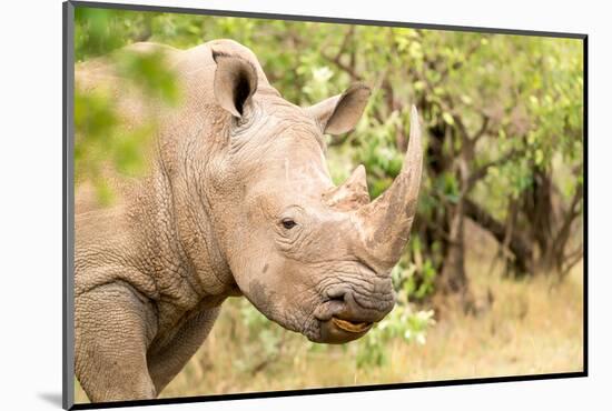 White rhinoceros, Masai Mara, Kenya, East Africa, Africa-Karen Deakin-Mounted Photographic Print