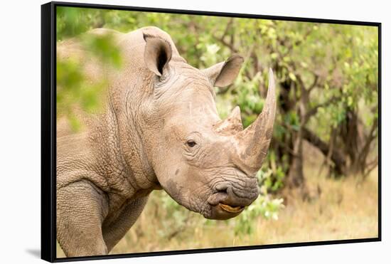 White rhinoceros, Masai Mara, Kenya, East Africa, Africa-Karen Deakin-Framed Stretched Canvas