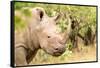 White rhinoceros, Masai Mara, Kenya, East Africa, Africa-Karen Deakin-Framed Stretched Canvas