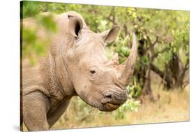 White rhinoceros, Masai Mara, Kenya, East Africa, Africa-Karen Deakin-Stretched Canvas