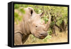 White rhinoceros, Masai Mara, Kenya, East Africa, Africa-Karen Deakin-Framed Stretched Canvas