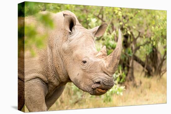 White rhinoceros, Masai Mara, Kenya, East Africa, Africa-Karen Deakin-Stretched Canvas