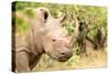 White rhinoceros, Masai Mara, Kenya, East Africa, Africa-Karen Deakin-Stretched Canvas