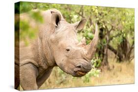 White rhinoceros, Masai Mara, Kenya, East Africa, Africa-Karen Deakin-Stretched Canvas