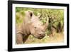 White rhinoceros, Masai Mara, Kenya, East Africa, Africa-Karen Deakin-Framed Photographic Print