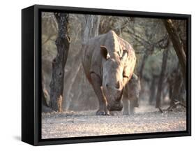 White Rhinoceros Mother And Calf-Peter Chadwick-Framed Stretched Canvas
