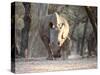 White Rhinoceros Mother And Calf-Peter Chadwick-Stretched Canvas