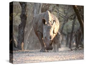 White Rhinoceros Mother And Calf-Peter Chadwick-Stretched Canvas